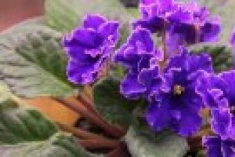 Квітка адоніс (горицвіт): різні види з фото, посадка та догляд Багаторічні квіти адоніс