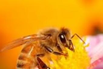 Сонник: до чого сниться Бджола, бачити уві сні Бджола що означає